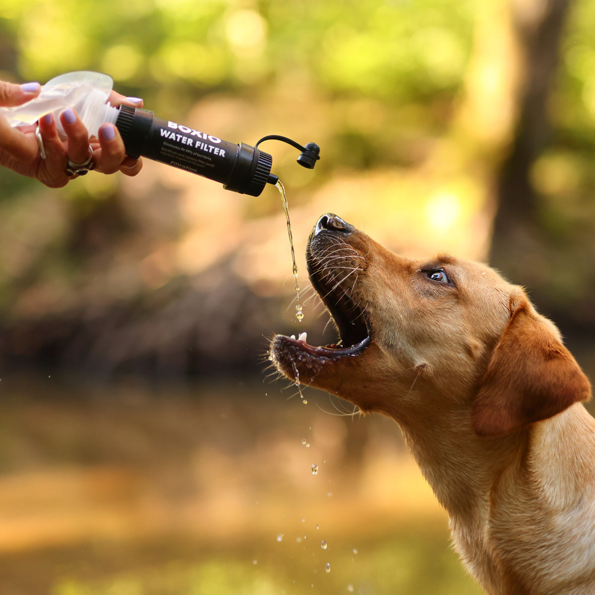 Ein Hund trinkt aus einem Wasserfilter, während Wasser aus dem Filter in seinen offenen Mund fließt.
